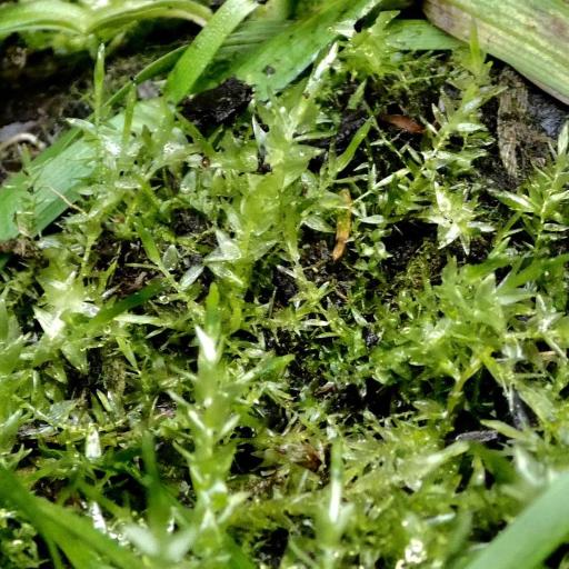 Calliergon cordifolium other