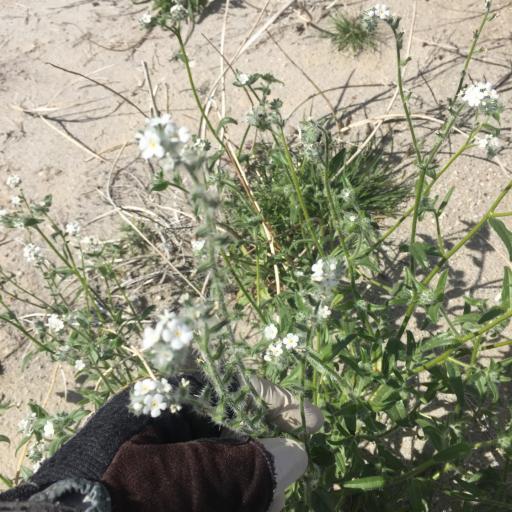 Cryptantha intermedia other