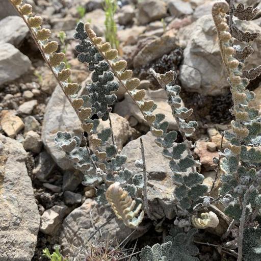 Hemionitis integerrima other