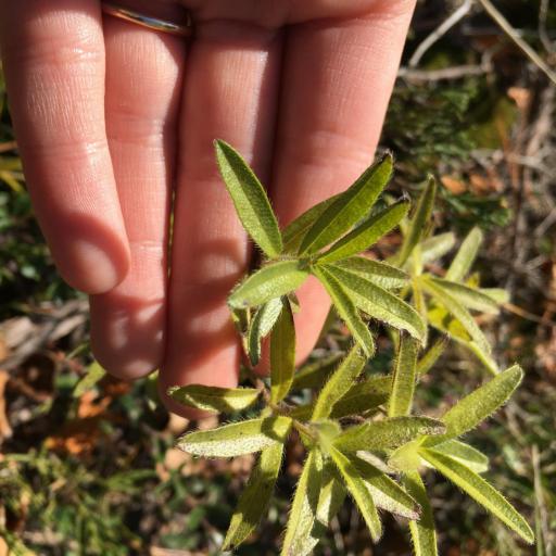 Lithospermum caroliniense other