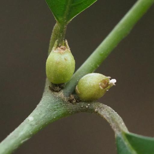 Lasianthus fordii — houseplant care guide