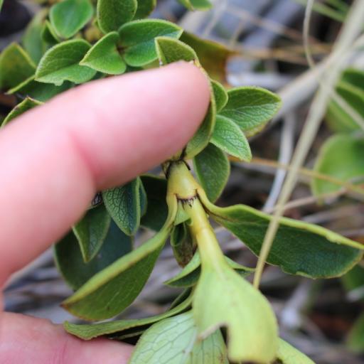 Coprosma serrulata other