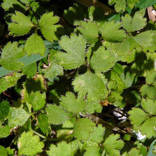 Azorella hookeri — houseplant care guide