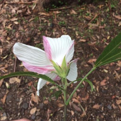 Hibiscus splendens other