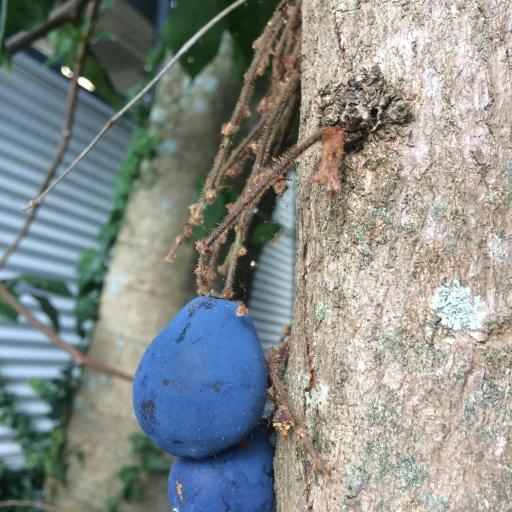 Davidsonia jerseyana other