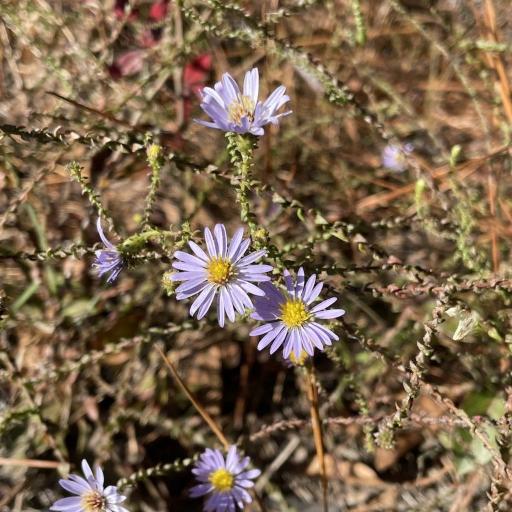 Symphyotrichum walteri — search result for 'Symphyotrichum'