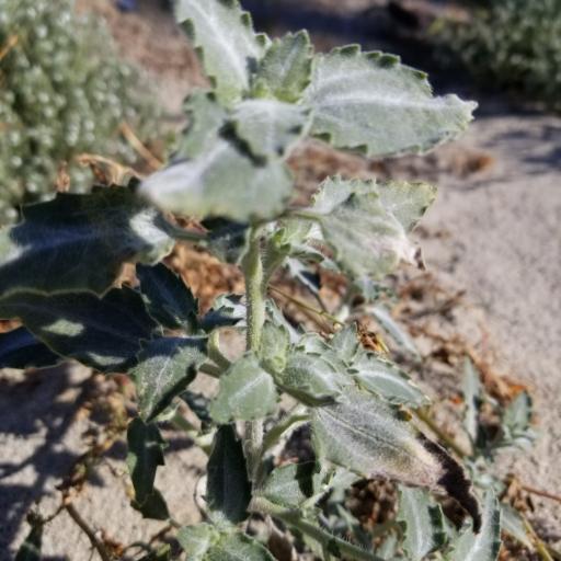 Dicoria canescens other