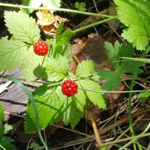 Rubus chloocladus other