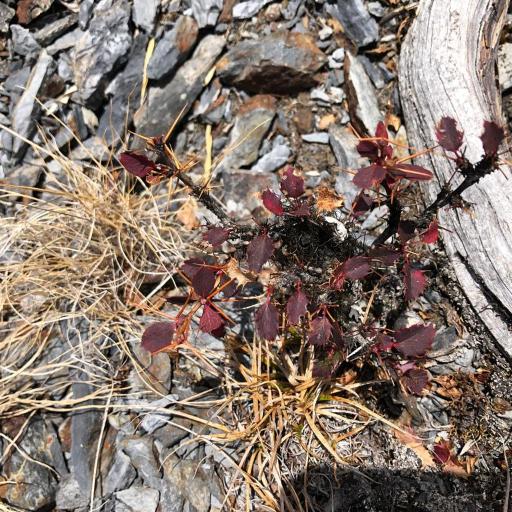 Berberis morrisonensis other