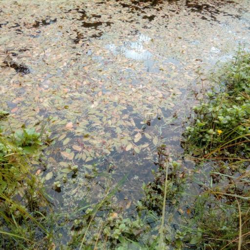 Potamogeton cheesemanii other