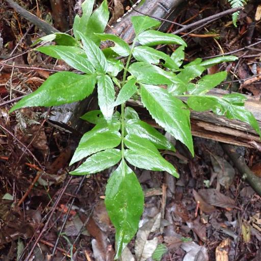 Sambucus gaudichaudiana other