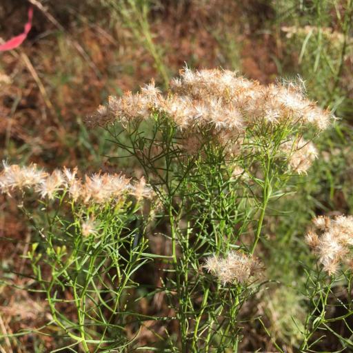 Euthamia caroliniana other