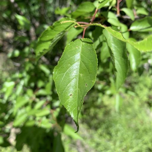 Prunus angustifolia other