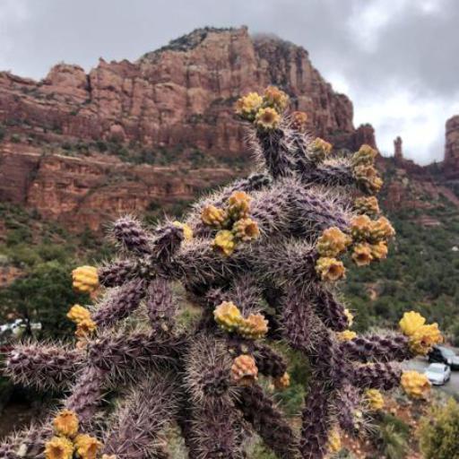 Cylindropuntia thurberi other