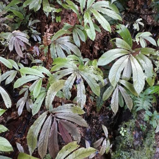 Elatostema rugosum other