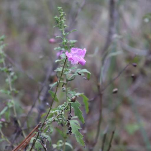 Agalinis strictifolia — search result for 'Agalinis'