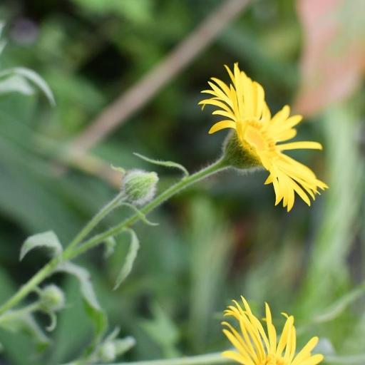 Heterotheca inuloides other