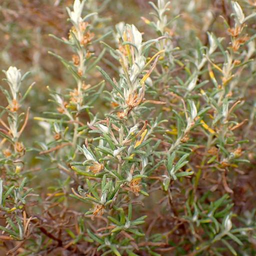 Olearia ramulosa other