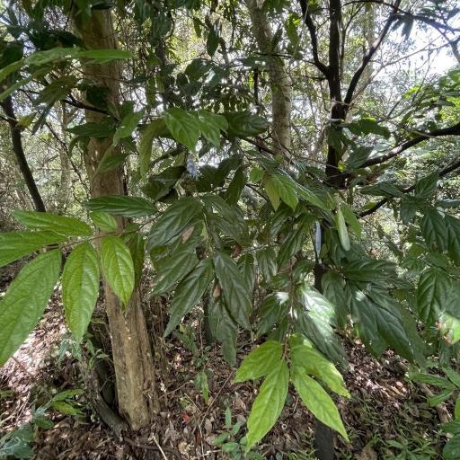 Diospyros eriantha other