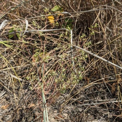 Euphorbia missurica — search result for 'Prairie and woodlands of North America'