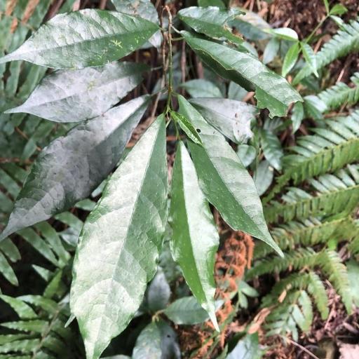 Ficus formosana — houseplant care guide