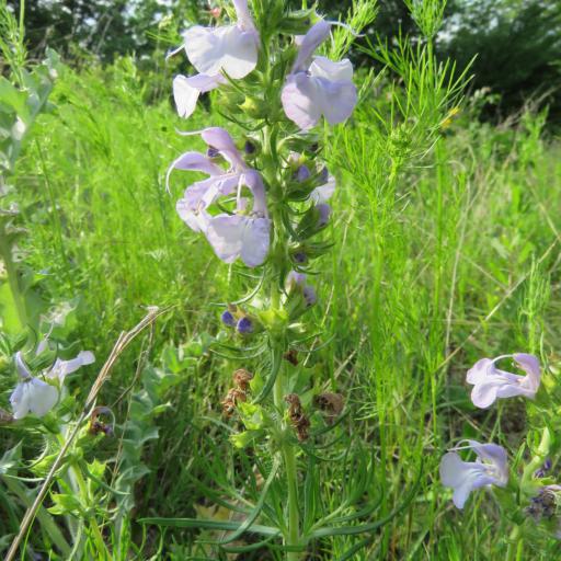 Salvia engelmannii — houseplant care guide