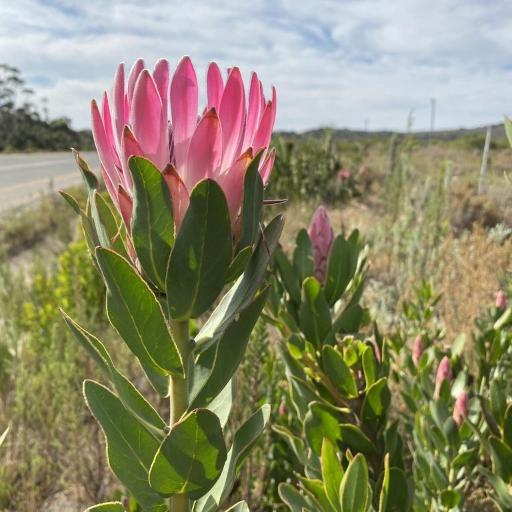 Protea compacta — search result for 'Protea'