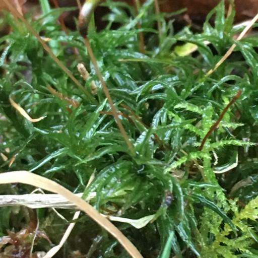 Atrichum undulatum other