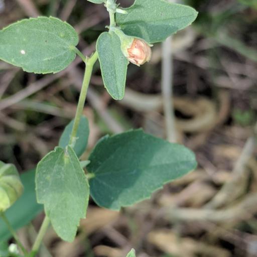 Abutilon fruticosum — search result for 'Saudi Arabia'