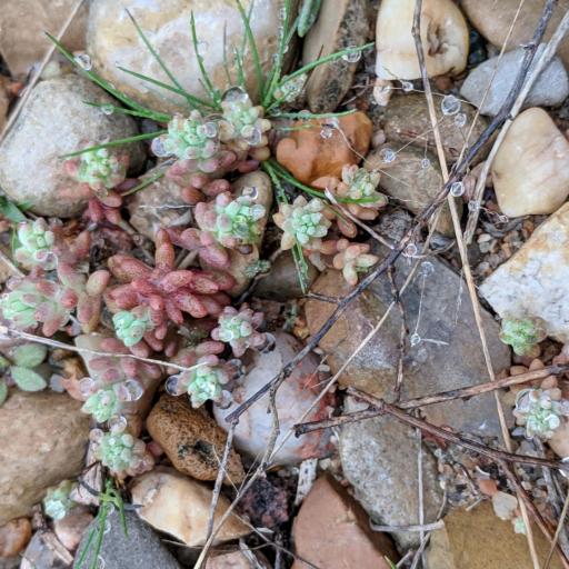 Sedum nuttallii other