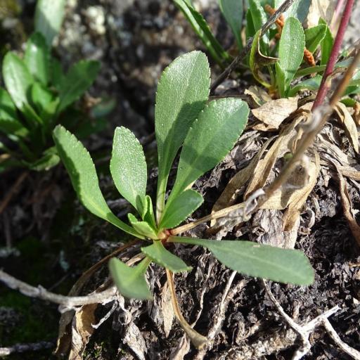 Solidago spathulata — search result for 'Solidago'