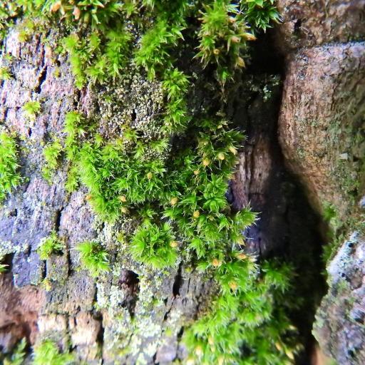 Orthotrichum diaphanum other