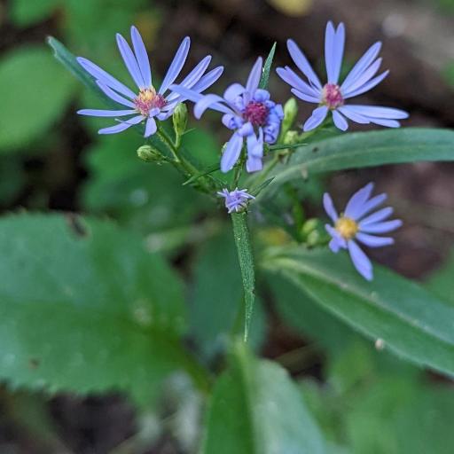 Symphyotrichum ciliolatum other