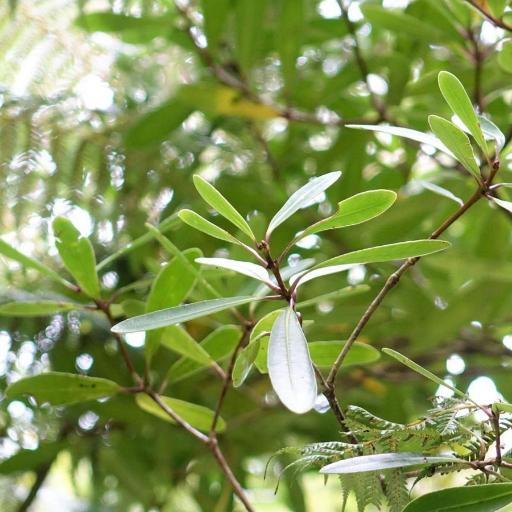 Pittosporum kirkii other