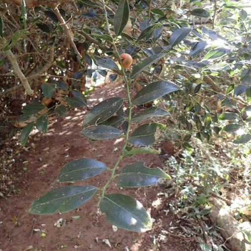 Chaetachme aristata other