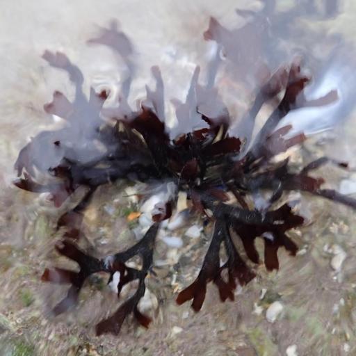 Chondrus crispus — houseplant care guide