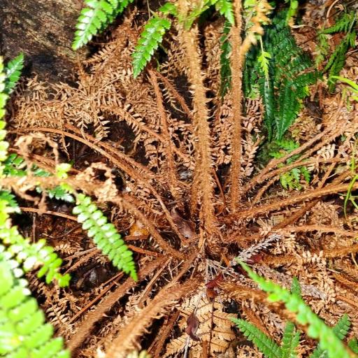 Polystichum vestitum other