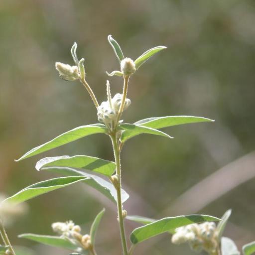 Croton lindheimeri — houseplant care guide