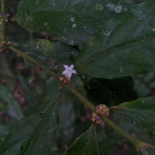 Lasianthus fordii other