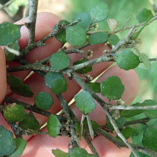 Melicytus micranthus other