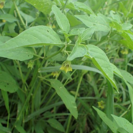 Physalis virginiana — search result for 'Physalis'