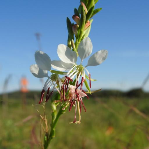 Oenothera suffulta other