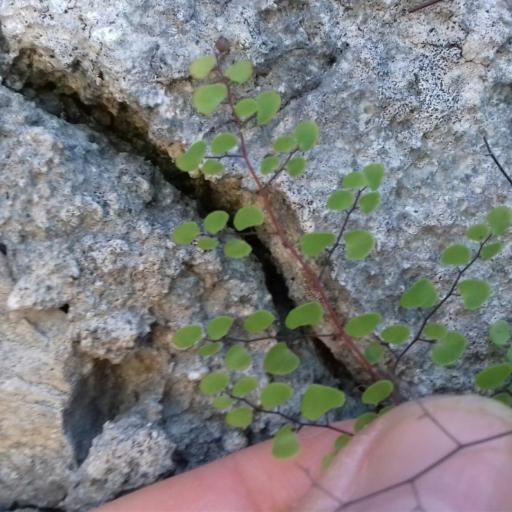 Adiantum tricholepis other