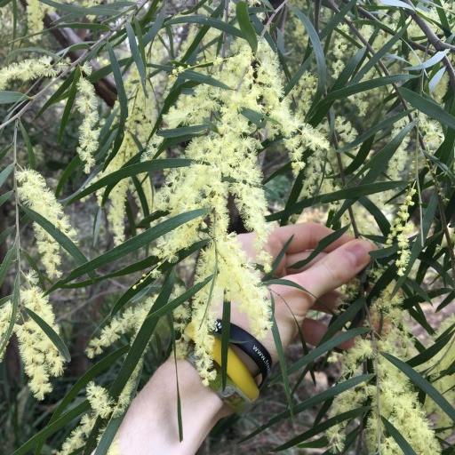Acacia floribunda other