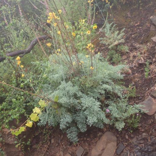 Ehrendorferia chrysantha other