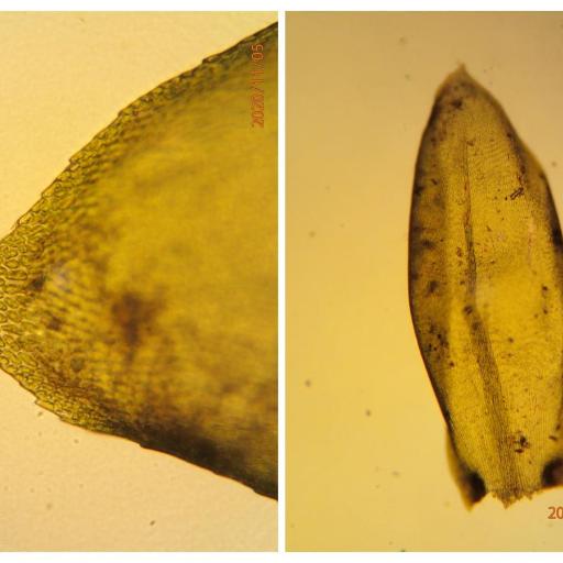 Isothecium alopecuroides — houseplant care guide