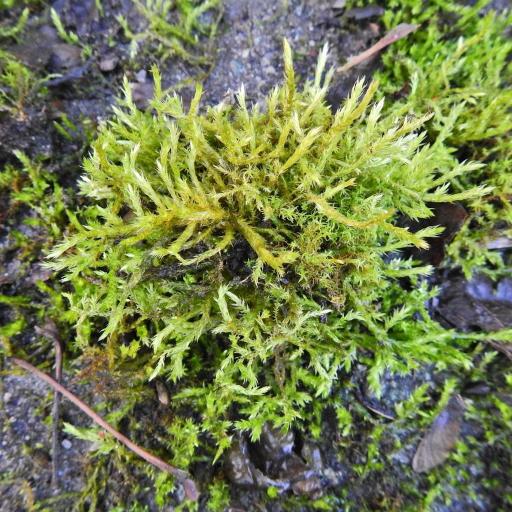 Calliergonella cuspidata other