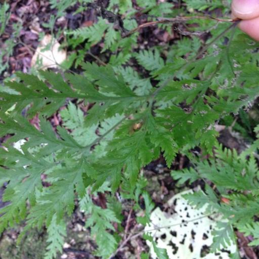 Pteris macilenta other