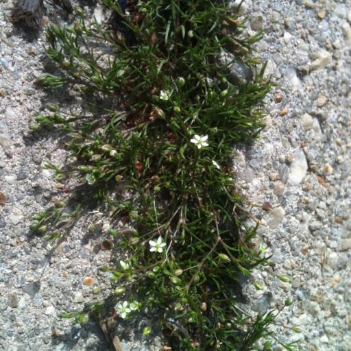 Sagina decumbens other