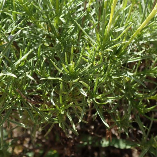 Ericameria linearifolia other